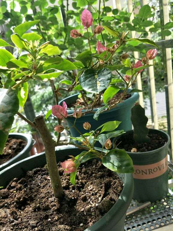 三角梅盆栽掉花苞 怎么办 图片