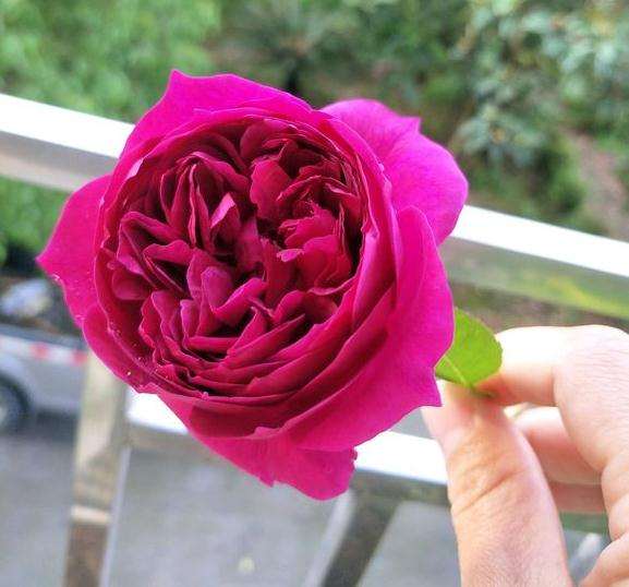 三角梅盆栽掉花苞 怎么办 图片