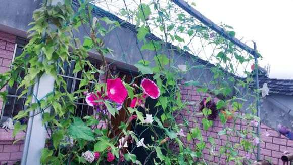 救靠谱的三角梅盆栽淘宝店 图片