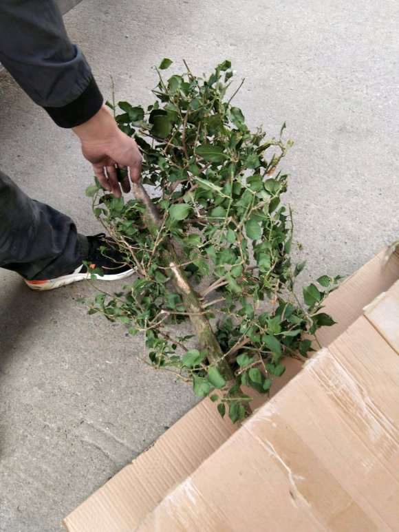 三角梅盆栽用生根粉会有这功效 图片