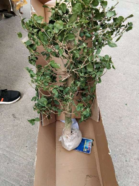 三角梅盆栽用生根粉会有这功效 图片