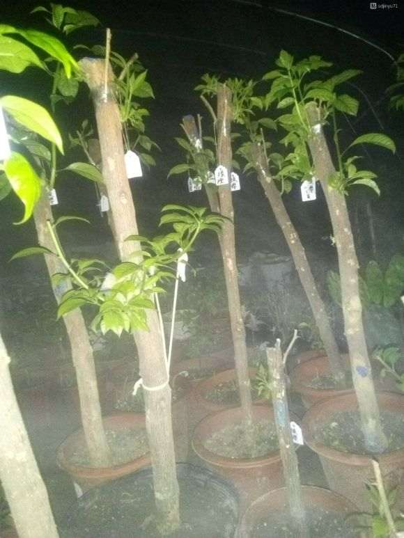 三角梅盆栽用生根粉会有这功效 图片