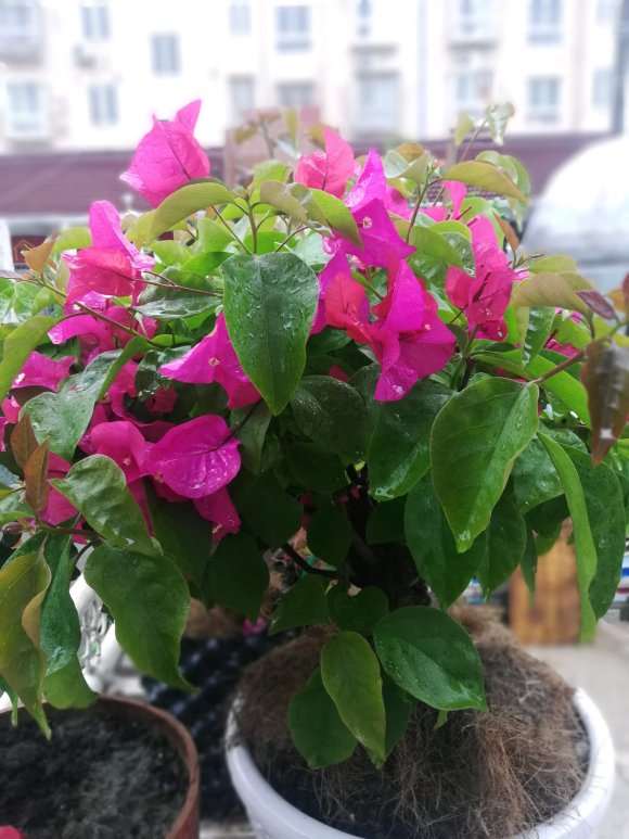 三角梅盆栽连续下雨根部解决方法