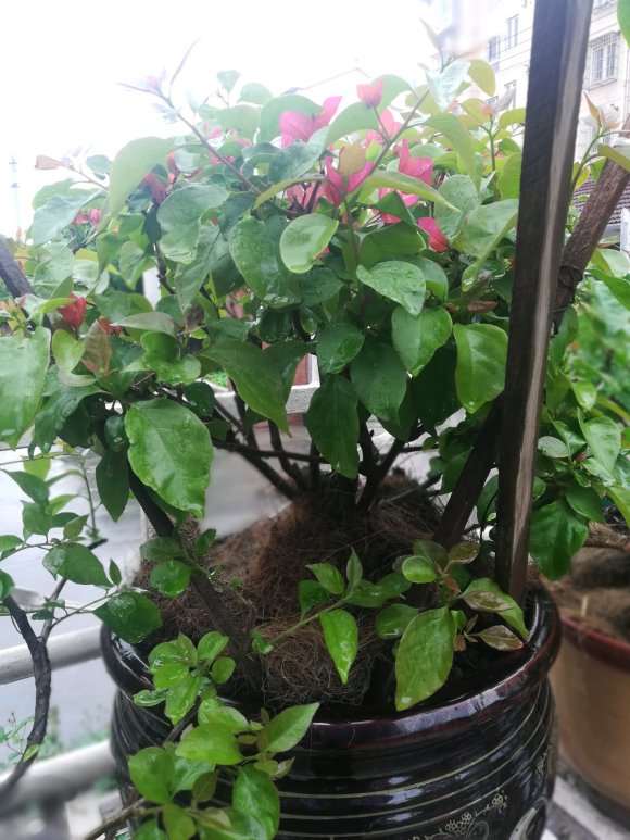 三角梅盆栽连续下雨根部解决方法