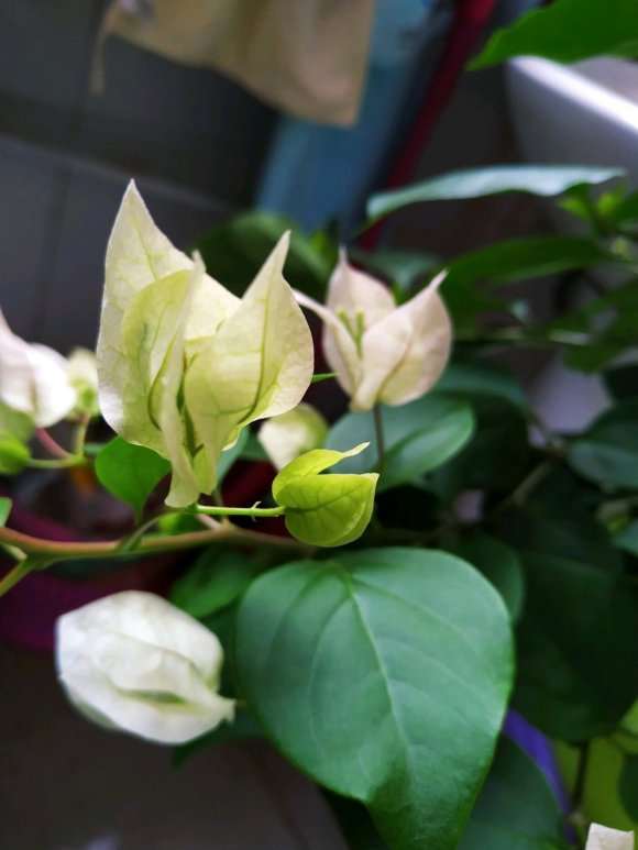 怎么把三角梅盆栽的杆子养粗一些