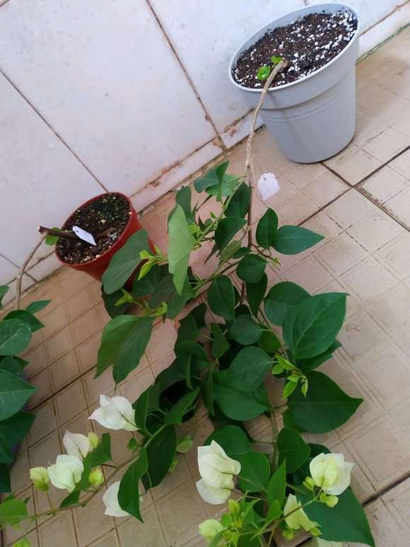 怎么把三角梅盆栽的杆子养粗一些