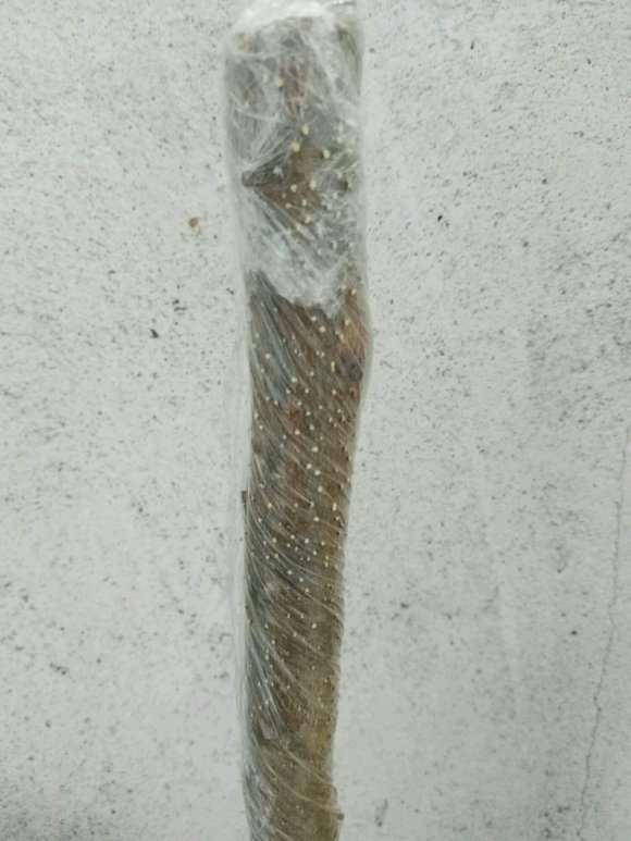 插的三角梅盆栽出的是芽点吗 图片