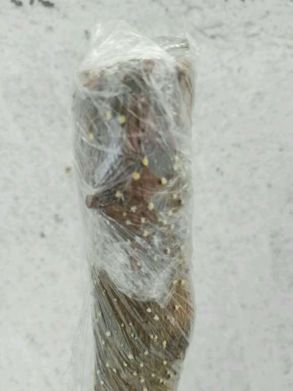 插的三角梅盆栽出的是芽点吗 图片