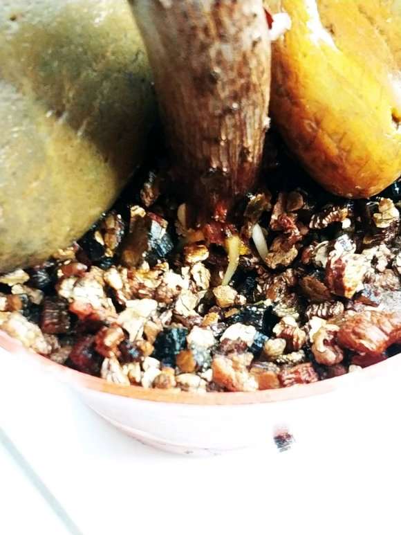 插的三角梅盆栽出的是芽点吗 图片