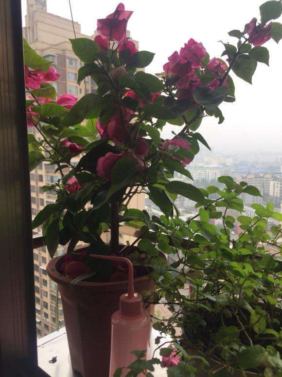 三角梅盆栽花开败了 需要剪枝吗