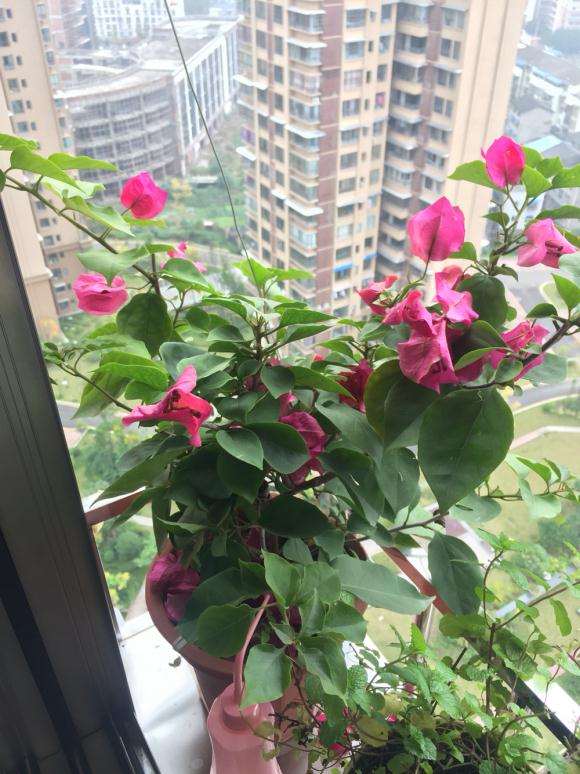 三角梅盆栽花开败了 需要剪枝吗