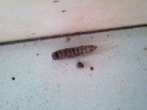 三角梅盆栽叶子背后长虫了 怎么办