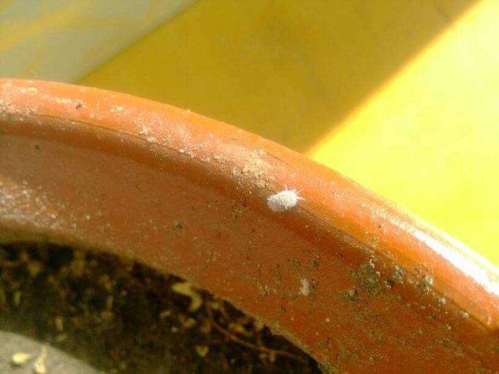 三角梅盆栽叶子背后长虫了 怎么办