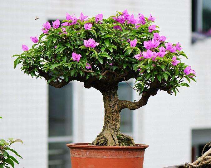 楼顶可以种三角梅盆栽吗 会晒死吗