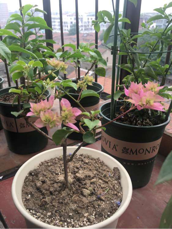 三角梅盆栽花苞枯萎是怎么回事 图片