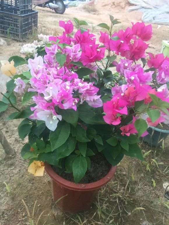 三角梅盆栽能淋雨吗 会死吗 图片