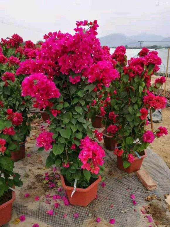 三角梅盆栽一年能长1厘米杆吗 图片
