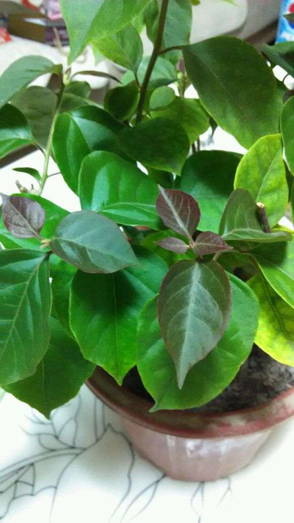 三角梅盆栽新叶发红 什么原因 图片