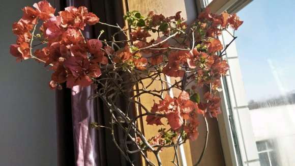 三角梅盆栽的小花蕊不开 怎么办 图片