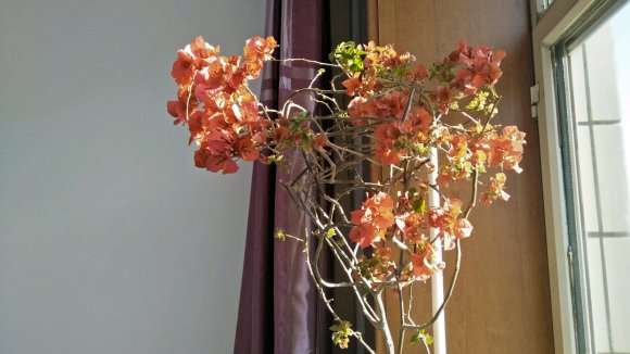 三角梅盆栽的小花蕊不开 怎么办 图片