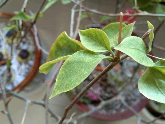 三角梅盆栽得了红蜘蛛 怎么办 图片