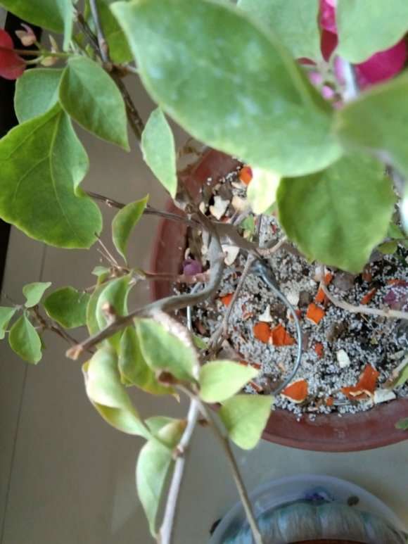 三角梅盆栽得了红蜘蛛 怎么办 图片