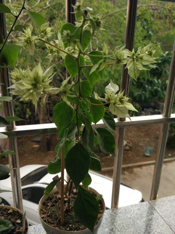 重瓣白三角梅盆栽绽花了 怎么样 图片