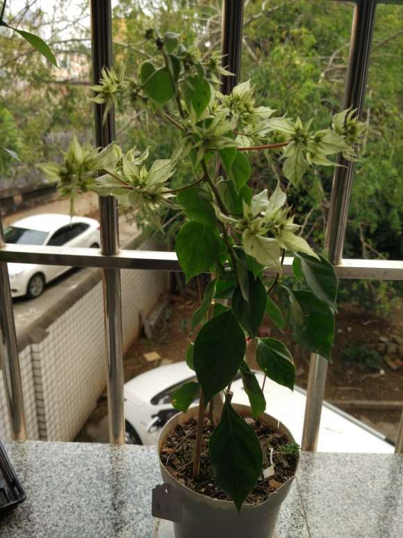 重瓣白三角梅盆栽绽花了 怎么样 图片