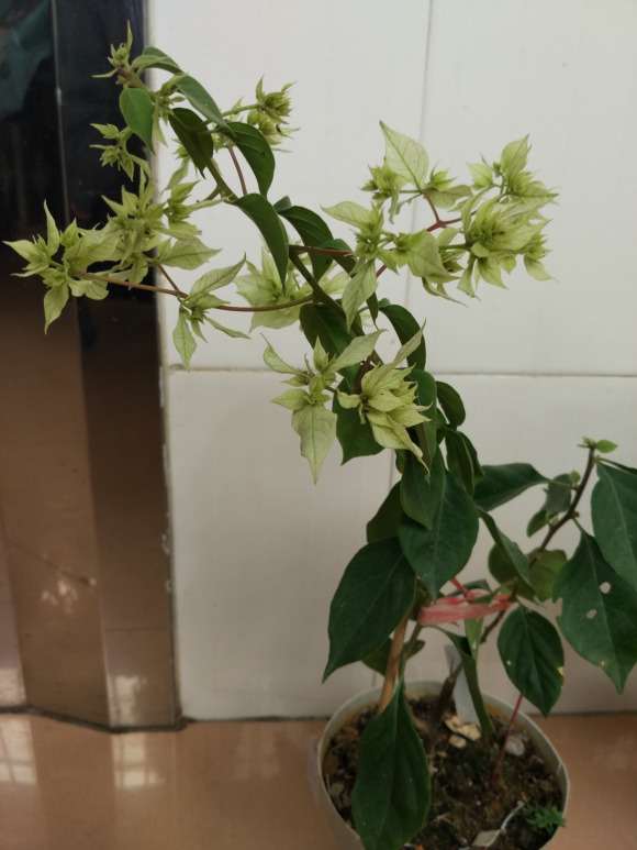 重瓣白三角梅盆栽绽花了 怎么样 图片