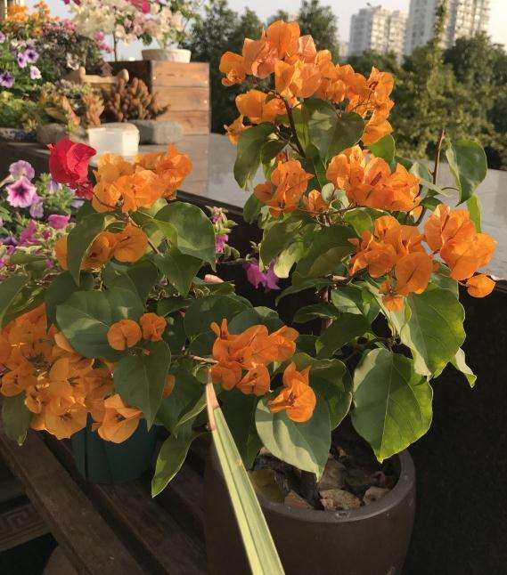 杭州三角梅盆栽入室 能安全过冬吗