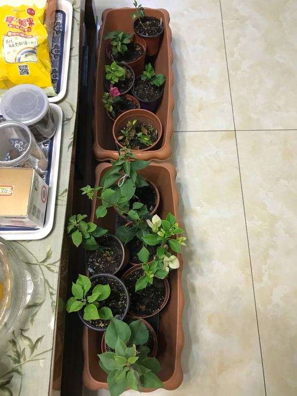 杭州三角梅盆栽入室 能安全过冬吗