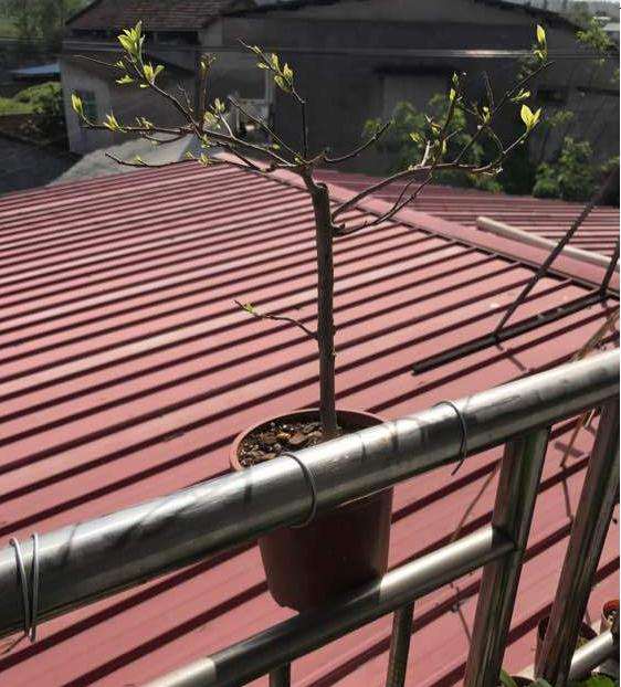 夏天三角梅盆栽适合暴晒吗 图片