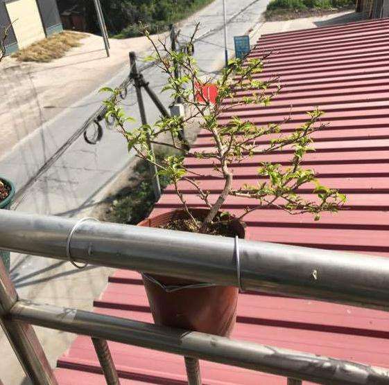 夏天三角梅盆栽适合暴晒吗 图片