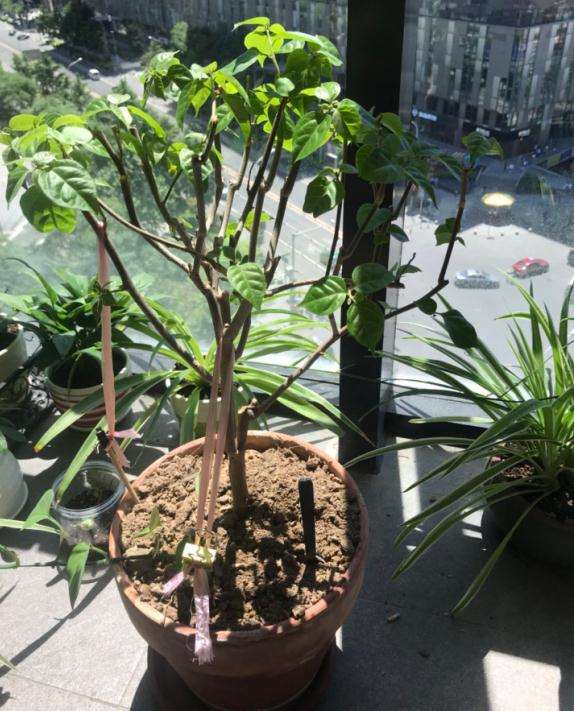 为什么三角梅盆栽 一晒太阳就蔫