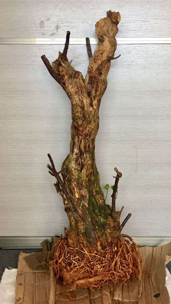 塔紫三角梅下山桩的栽培过程 图片