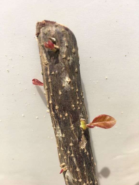 塔紫三角梅下山桩的栽培过程 图片