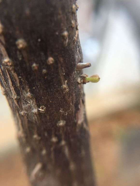 塔紫三角梅下山桩的栽培过程 图片
