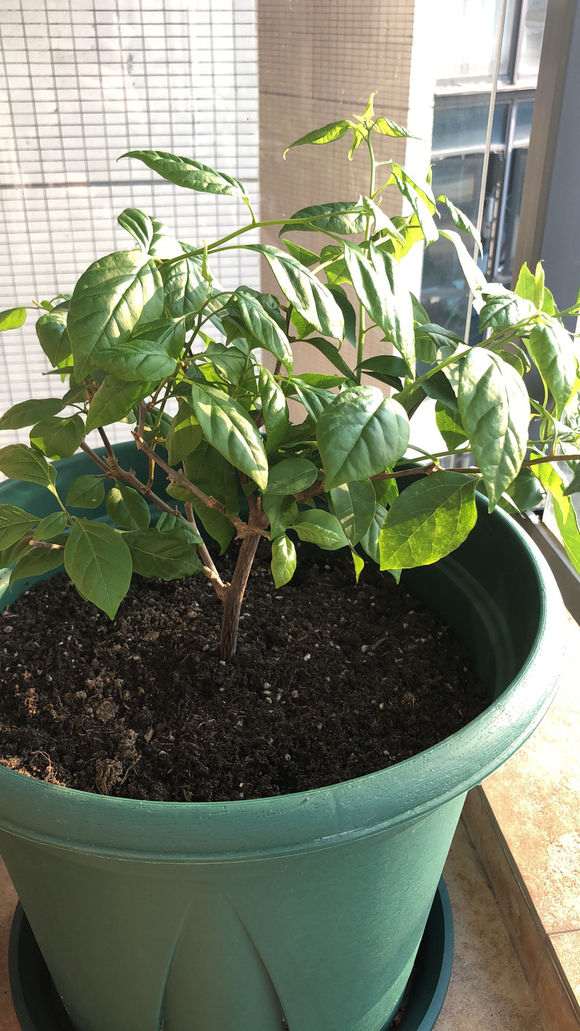 三角梅盆栽花苞到底是长在哪里的 图片