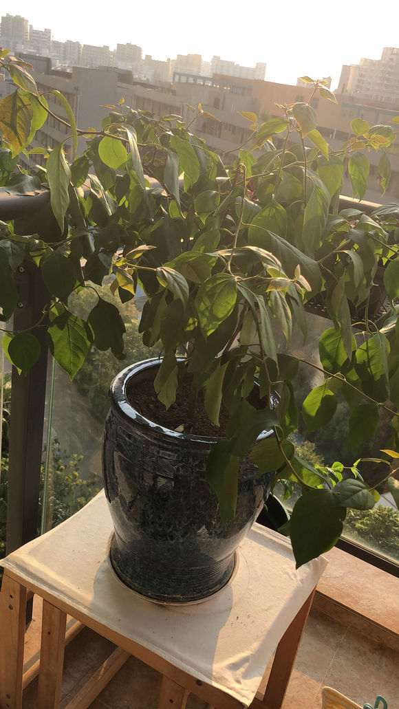 三角梅盆栽花苞到底是长在哪里的 图片