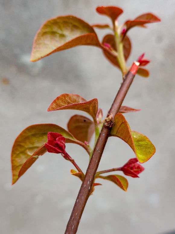 三角梅盆栽花苞到底是长在哪里的 图片