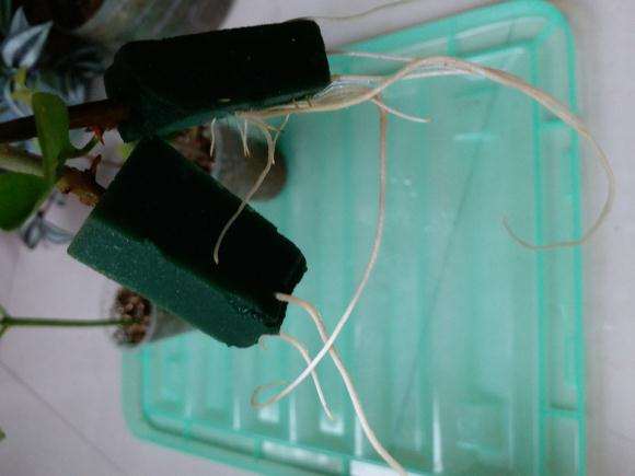 为什么三角梅盆栽用花泥容易生根 图片