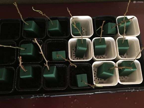 三角梅盆栽扦插用的花泥 怎么样 图片