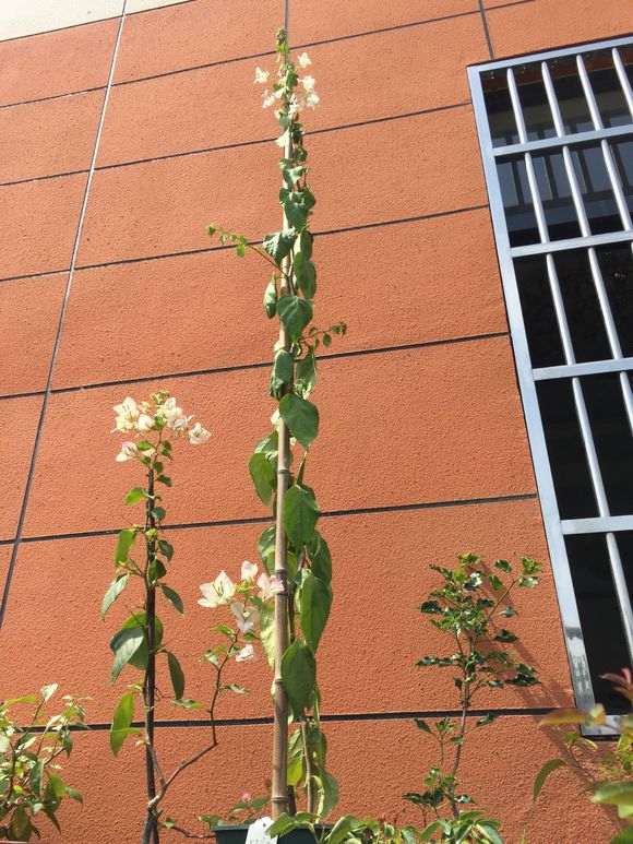 安徽天三角梅盆栽如何越冬 怎么办 图片