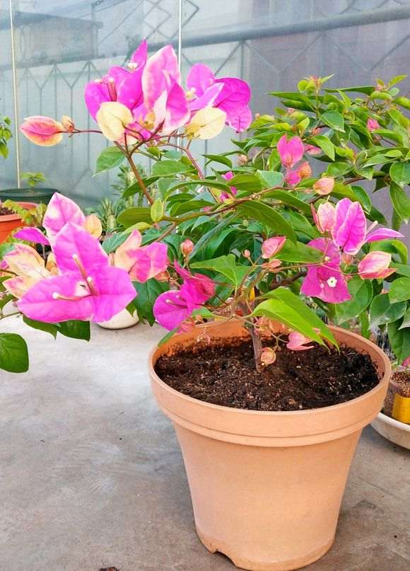 安徽天三角梅盆栽如何越冬 怎么办 图片