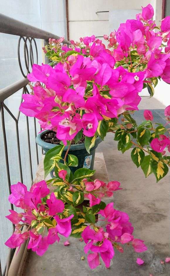 安徽天三角梅盆栽如何越冬 怎么办 图片