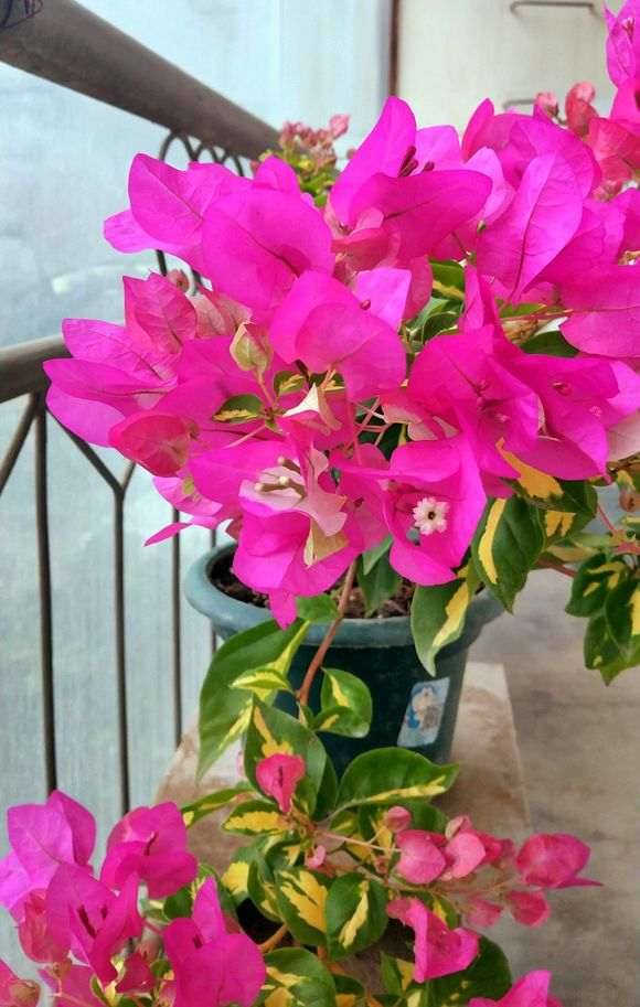 三角梅盆栽入室后是不是要把花摘了