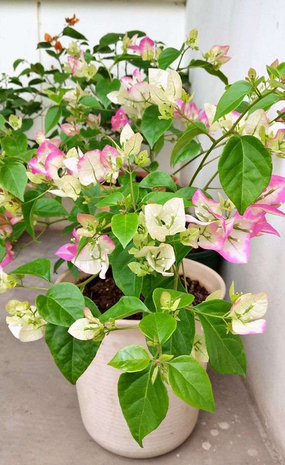 江苏三角梅盆栽过冬要搭薄膜棚吗