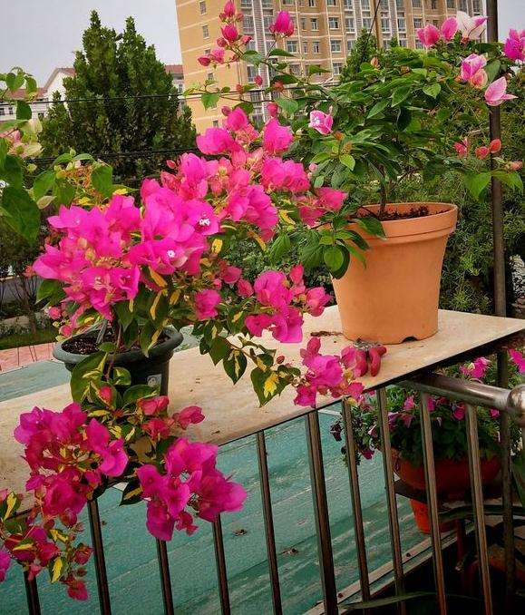 湖南顶楼三角梅盆栽下能过冬吗 图片