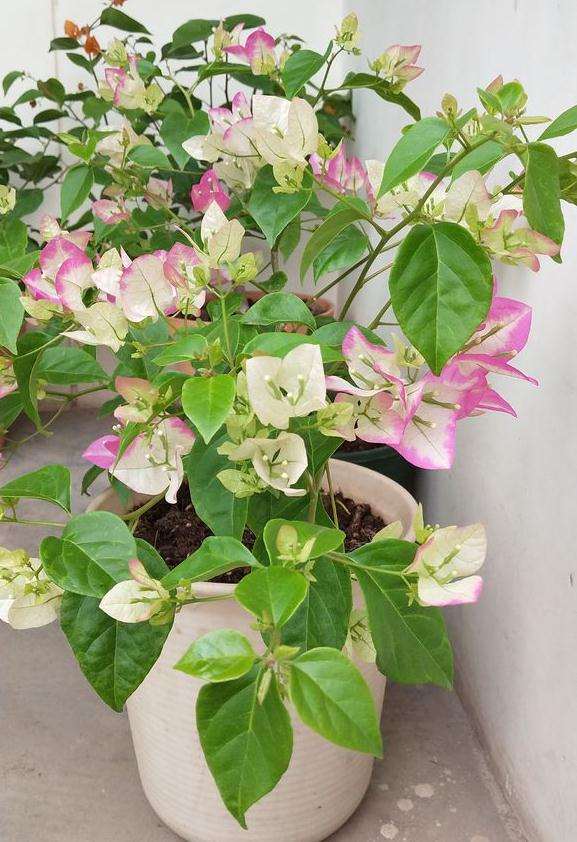 湖南顶楼三角梅盆栽下能过冬吗 图片