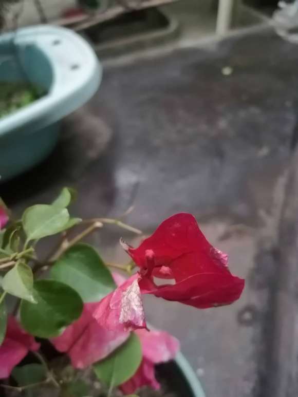 三角梅盆栽花上有白色的斑点 怎么办